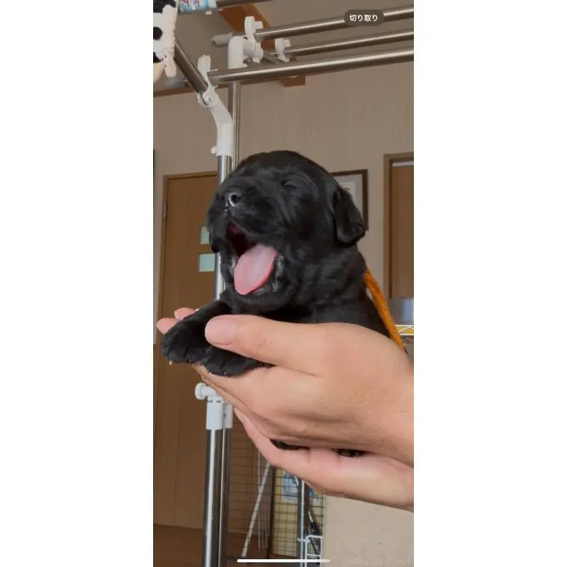 販売中の佐賀県のラブラドールレトリーバー-455901の9枚目