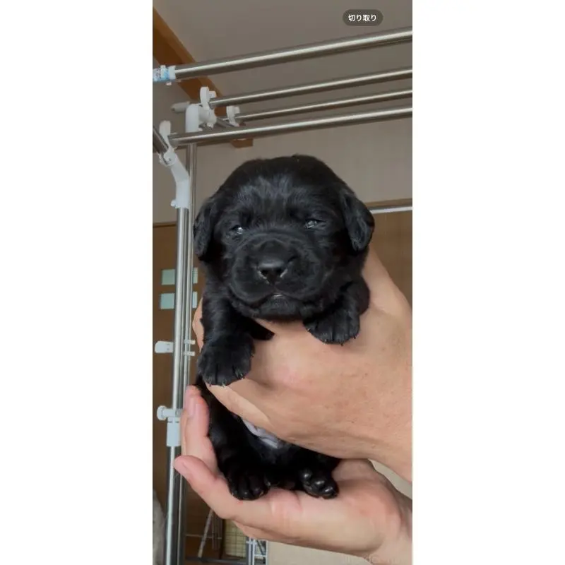 販売中の佐賀県のラブラドールレトリーバー-455901の7枚目