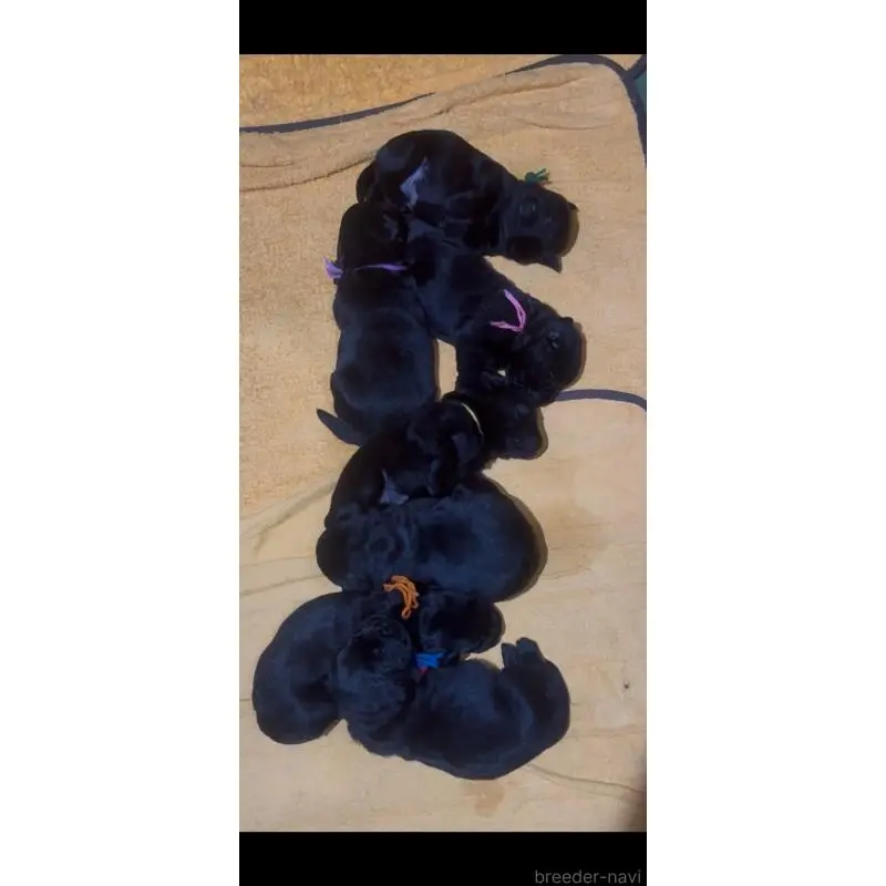 販売中の佐賀県のラブラドールレトリーバー-455901の6枚目