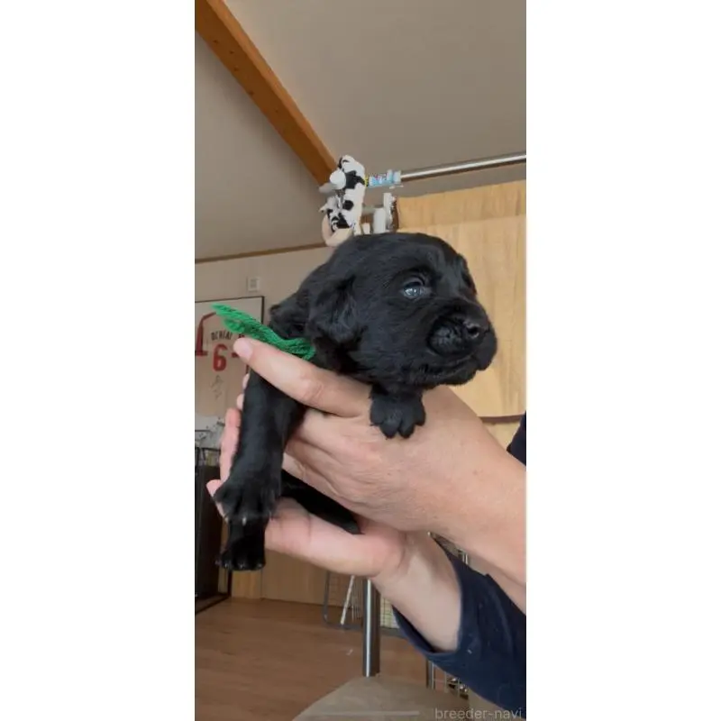 販売中の佐賀県のラブラドールレトリーバー-455901の5枚目