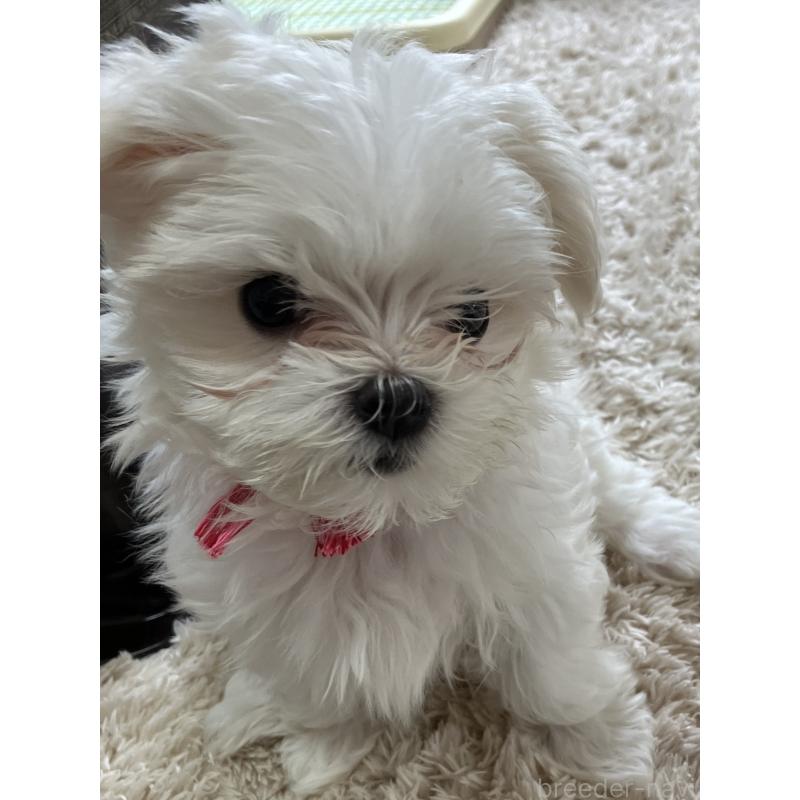 販売中の岐阜県のマルチーズ-444779