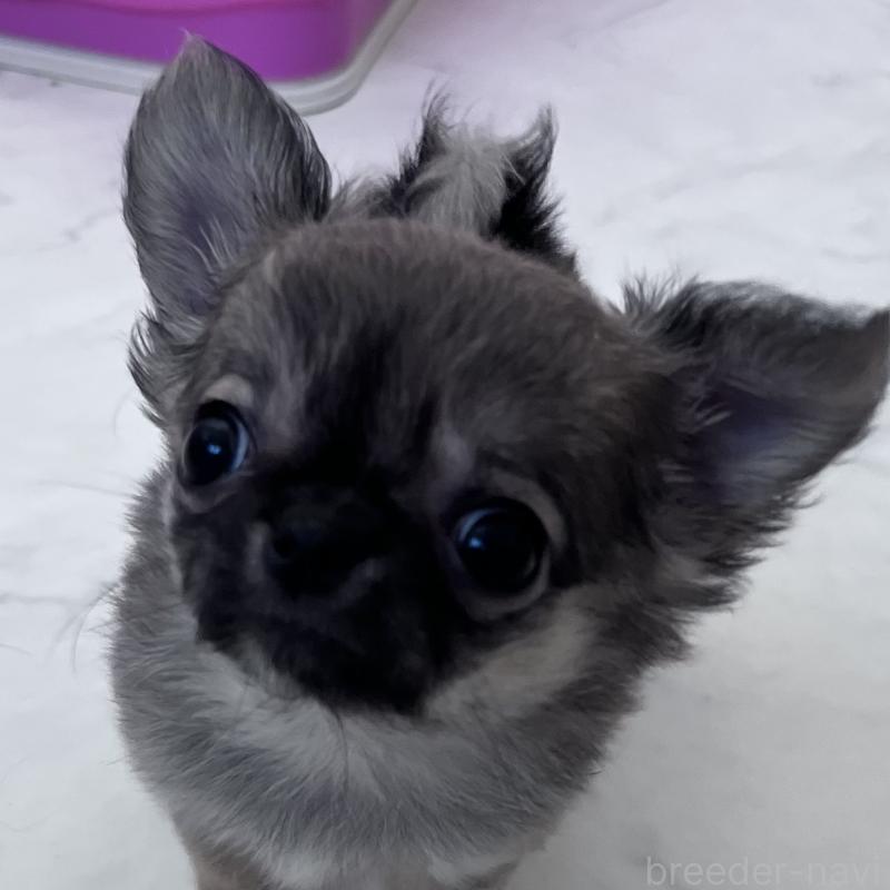 販売中の山口県のチワワ(ロングコート)-451428