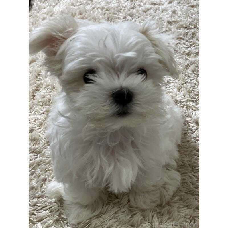 販売中の岐阜県のマルチーズ-444783