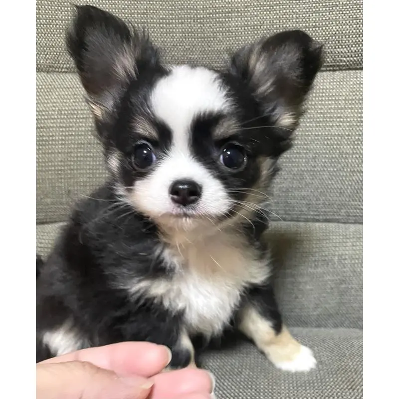 販売中の東京都のチワワ(ロングコート)-455902の8枚目