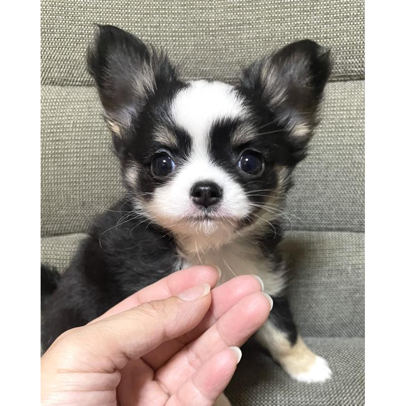 販売中の東京都のチワワ(ロングコート)-455902の7枚目