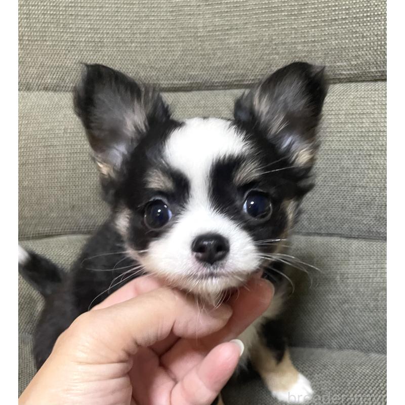 販売中の東京都のチワワ(ロングコート)-455902の6枚目