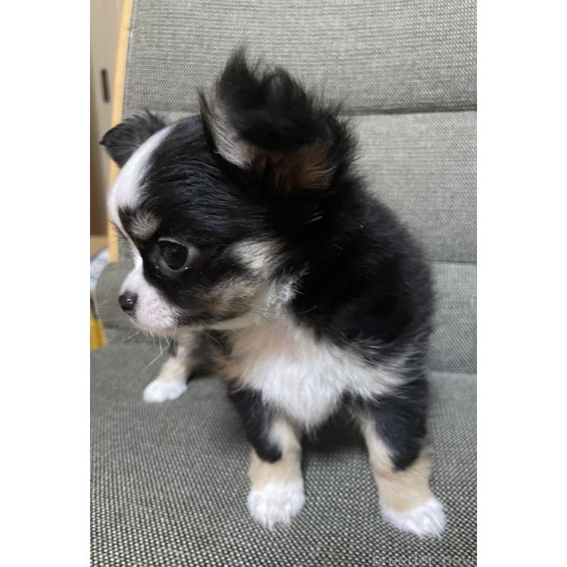 販売中の東京都のチワワ(ロングコート)-455902の5枚目