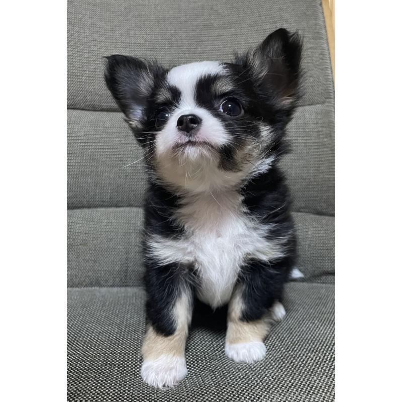 販売中の東京都のチワワ(ロングコート)-455902の4枚目