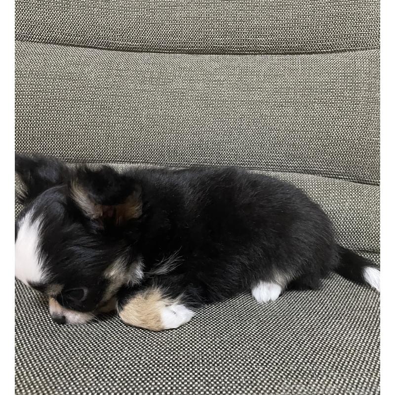 販売中の東京都のチワワ(ロングコート)-455902の3枚目