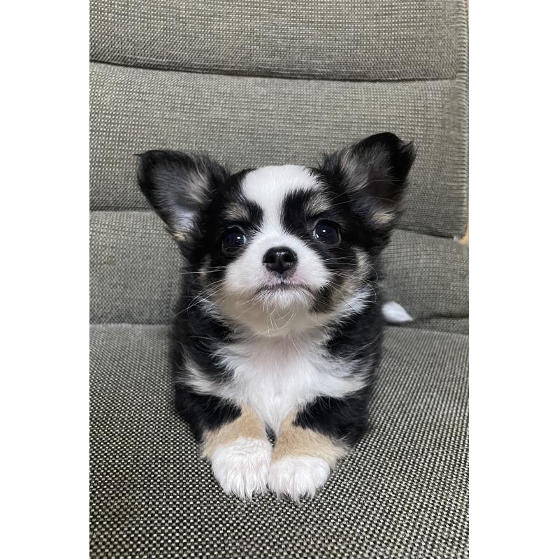 販売中の東京都のチワワ(ロングコート)-455902の2枚目