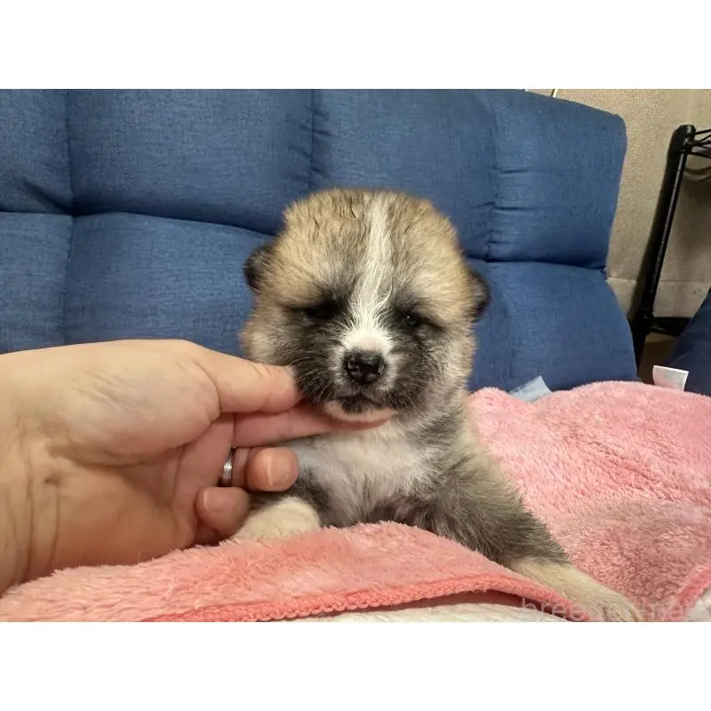 販売中の北海道の秋田犬-455903の8枚目