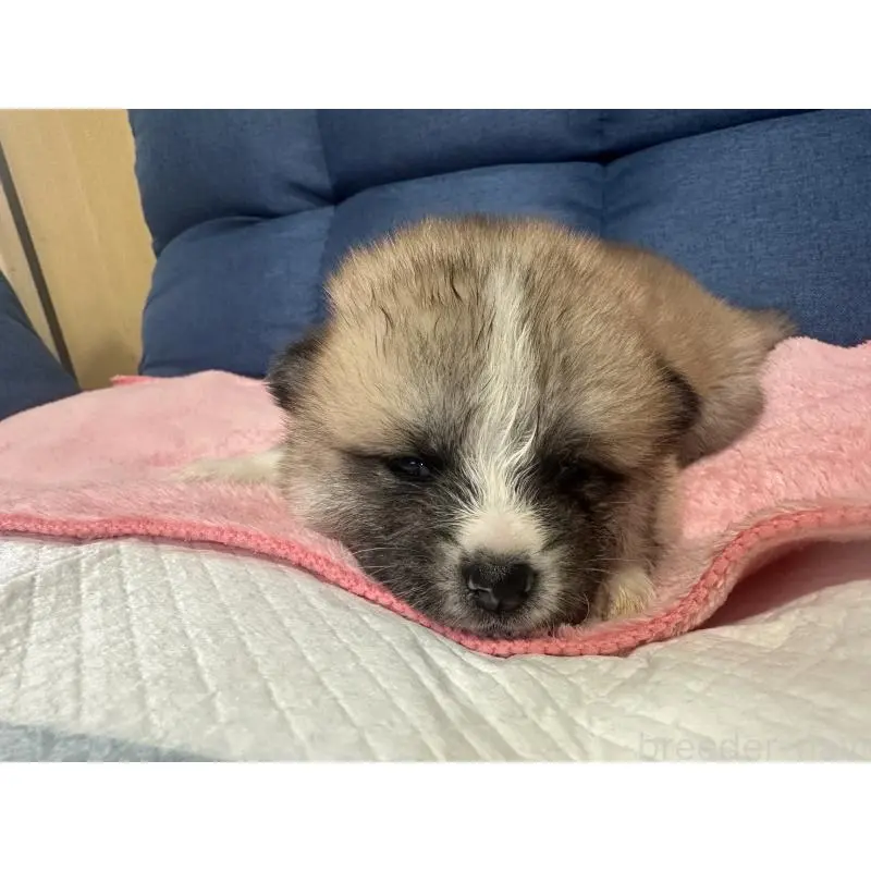 販売中の北海道の秋田犬-455903の7枚目