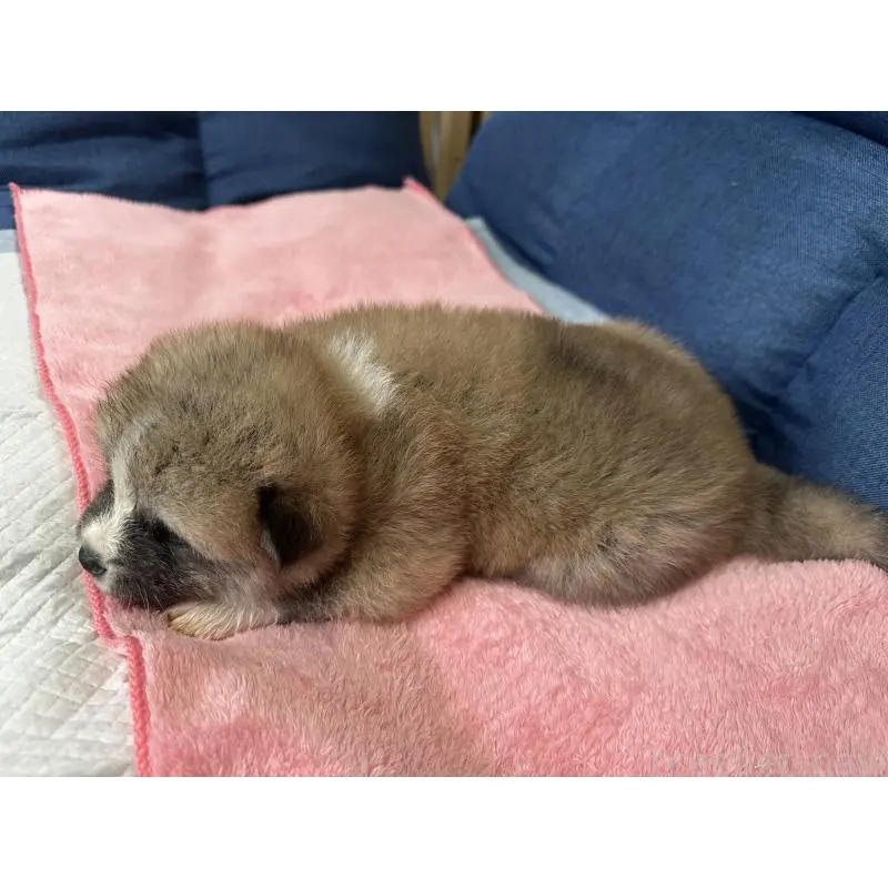 販売中の北海道の秋田犬-455903の6枚目