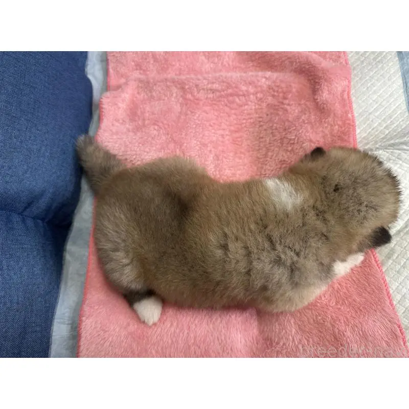 販売中の北海道の秋田犬-455903の5枚目