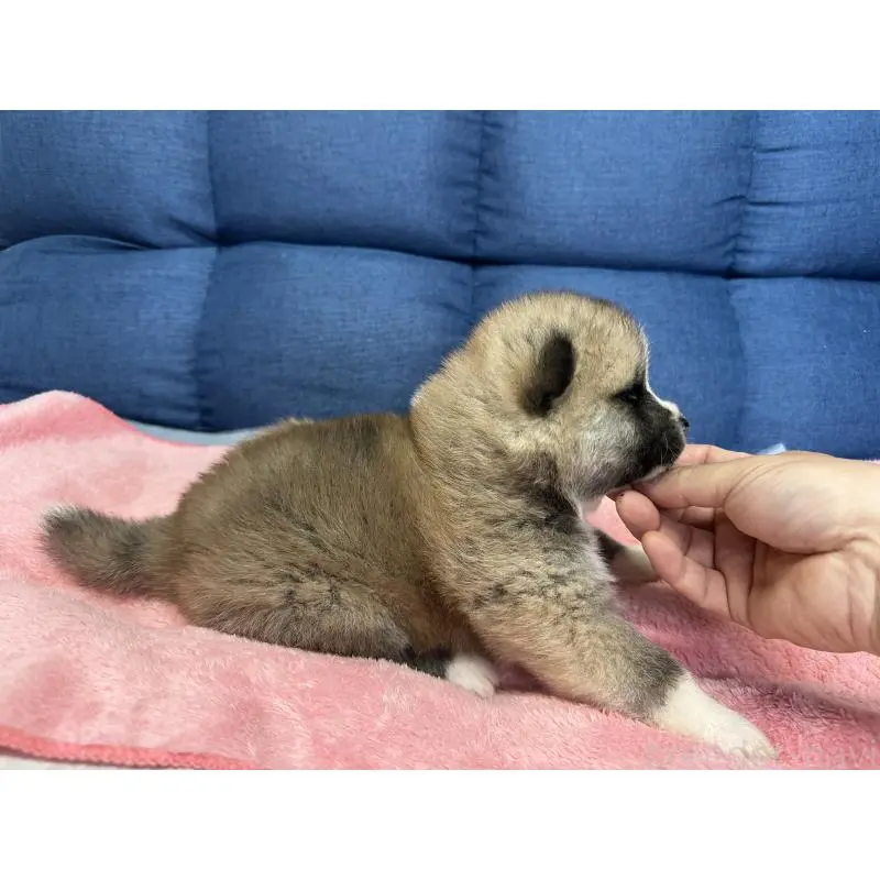 販売中の北海道の秋田犬-455903の3枚目