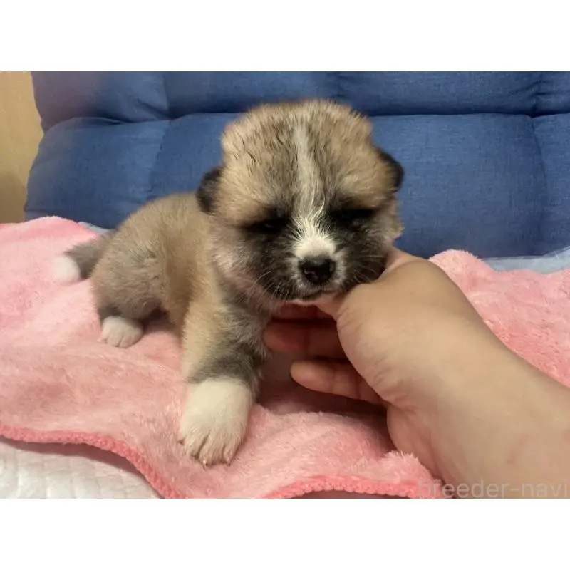 販売中の北海道の秋田犬-455903の2枚目