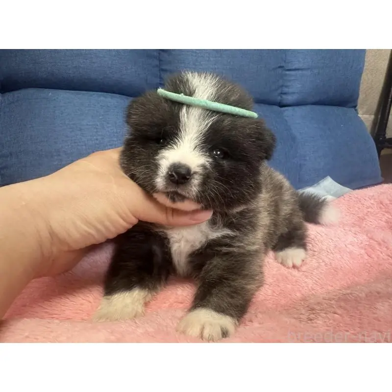 販売中の北海道の秋田犬-455905の8枚目