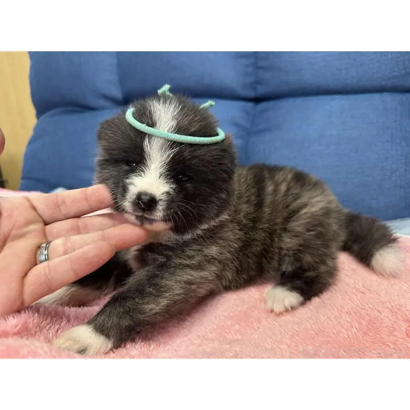 販売中の北海道の秋田犬-455905の7枚目