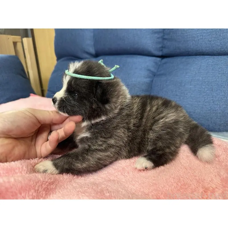 販売中の北海道の秋田犬-455905の6枚目