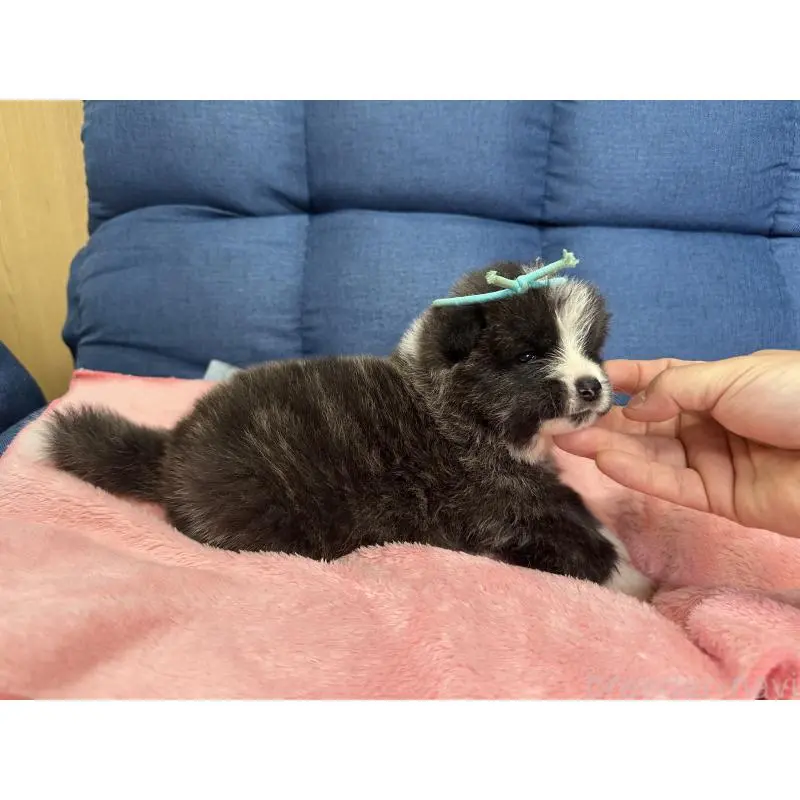 販売中の北海道の秋田犬-455905の5枚目