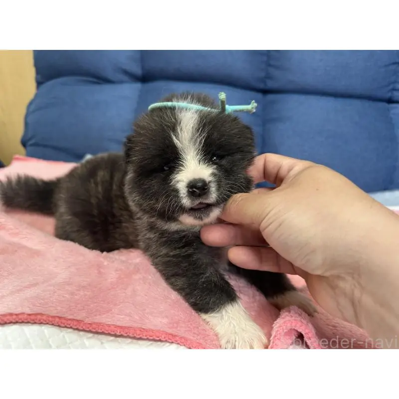 販売中の北海道の秋田犬-455905の4枚目