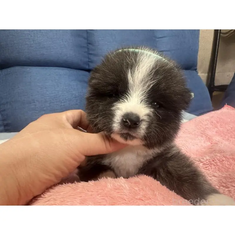 販売中の北海道の秋田犬-455905の3枚目