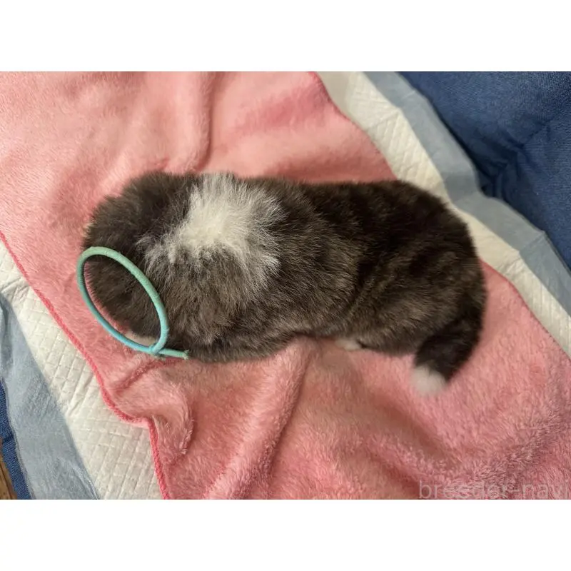 販売中の北海道の秋田犬-455905の2枚目