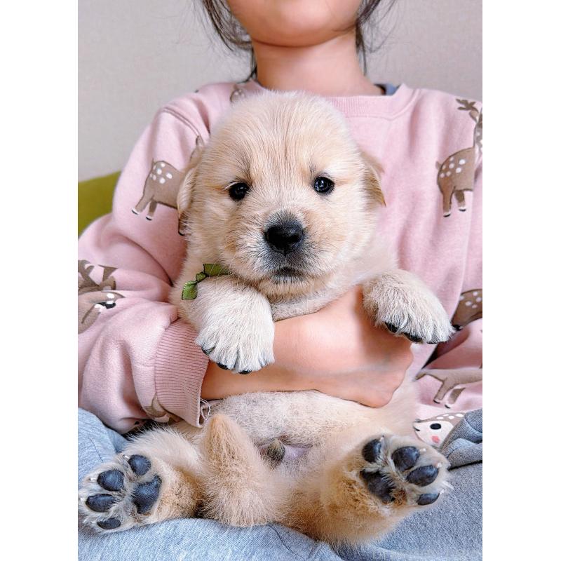 販売中の岐阜県のゴールデンレトリーバー-455908の14枚目