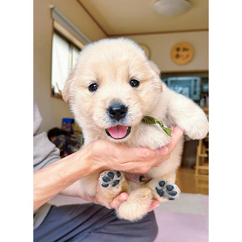 販売中の岐阜県のゴールデンレトリーバー-455908の13枚目