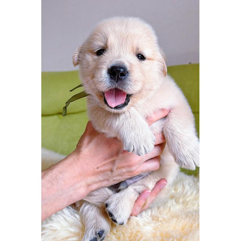 販売中の岐阜県のゴールデンレトリーバー-455908の12枚目