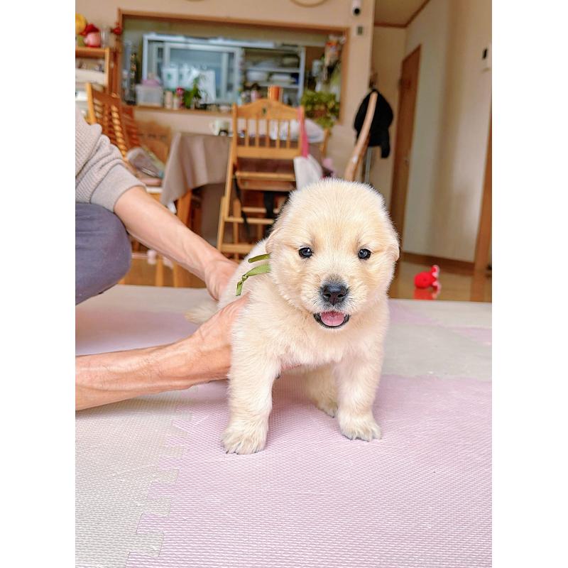 販売中の岐阜県のゴールデンレトリーバー-455908の11枚目