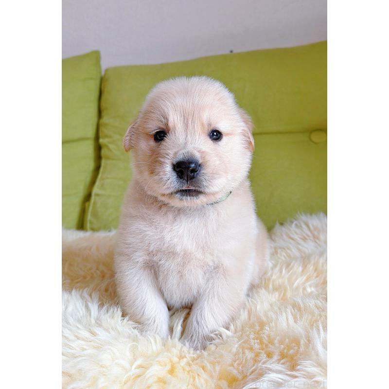 販売中の岐阜県のゴールデンレトリーバー-455908の10枚目