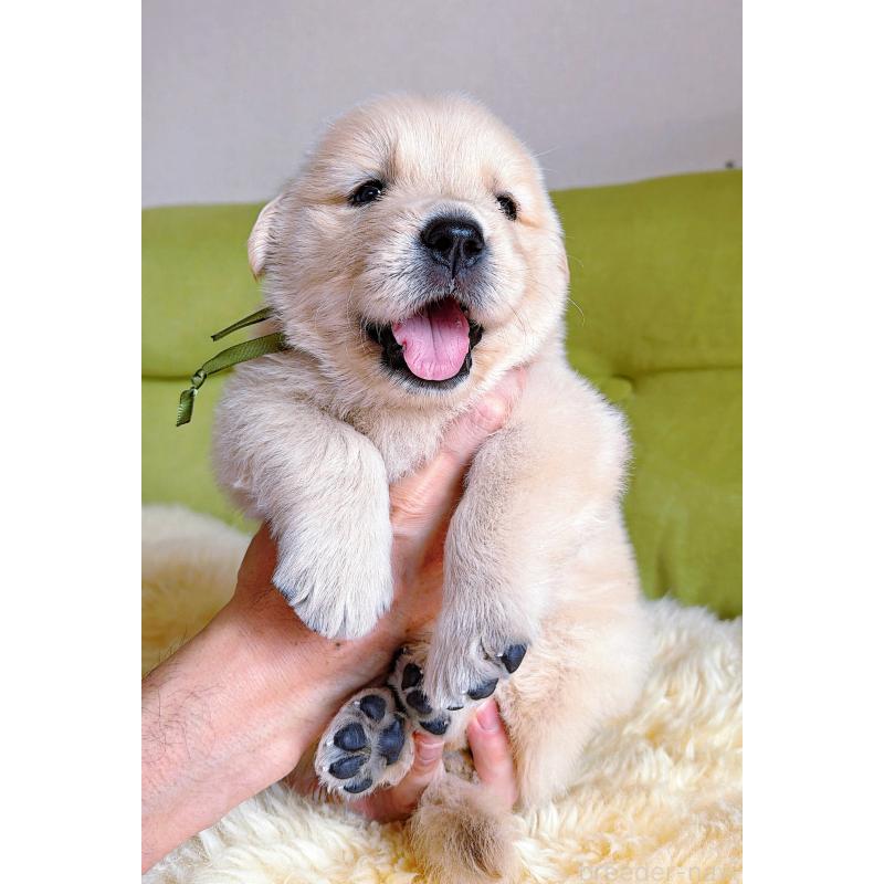 販売中の岐阜県のゴールデンレトリーバー-455908の9枚目