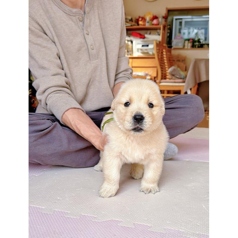 販売中の岐阜県のゴールデンレトリーバー-455908の8枚目