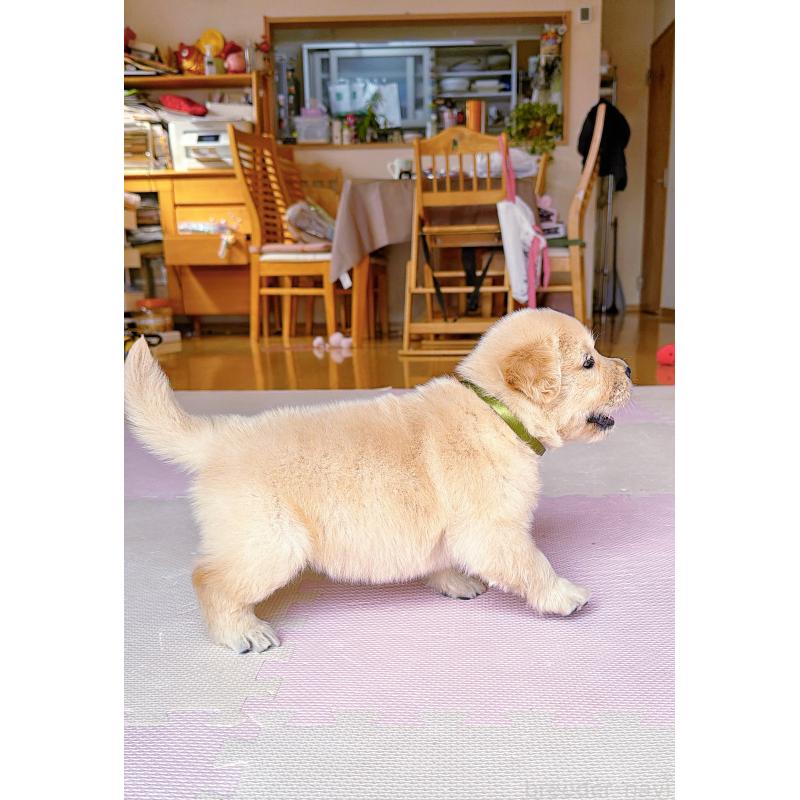 販売中の岐阜県のゴールデンレトリーバー-455908の7枚目