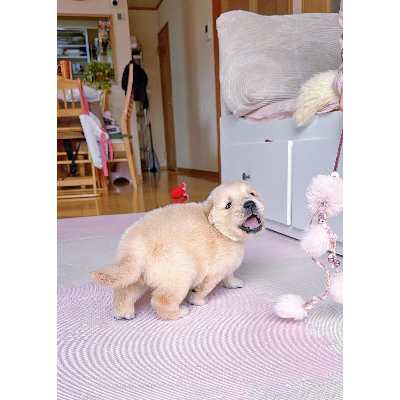 販売中の岐阜県のゴールデンレトリーバー-455908の6枚目