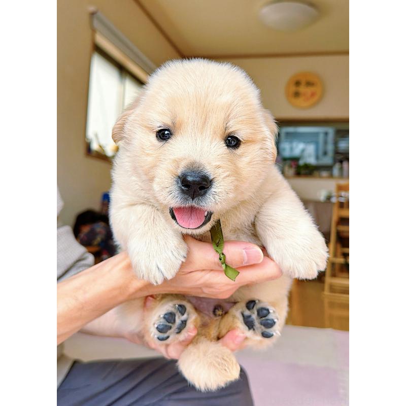 販売中の岐阜県のゴールデンレトリーバー-455908の5枚目