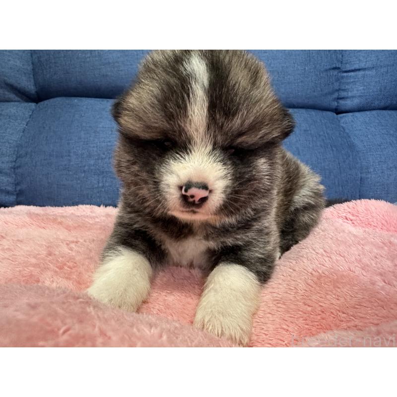 販売中の北海道の秋田犬-455909の8枚目