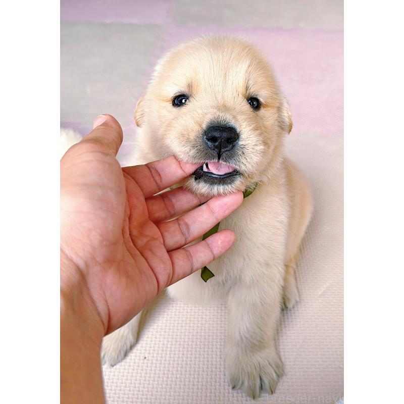 販売中の岐阜県のゴールデンレトリーバー-455908の4枚目