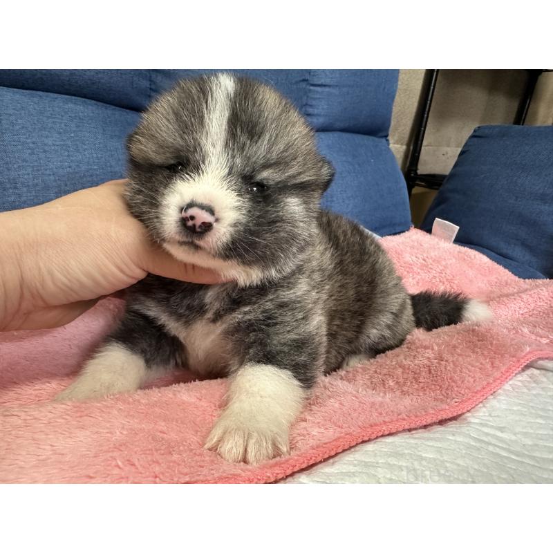 販売中の北海道の秋田犬-455909の6枚目