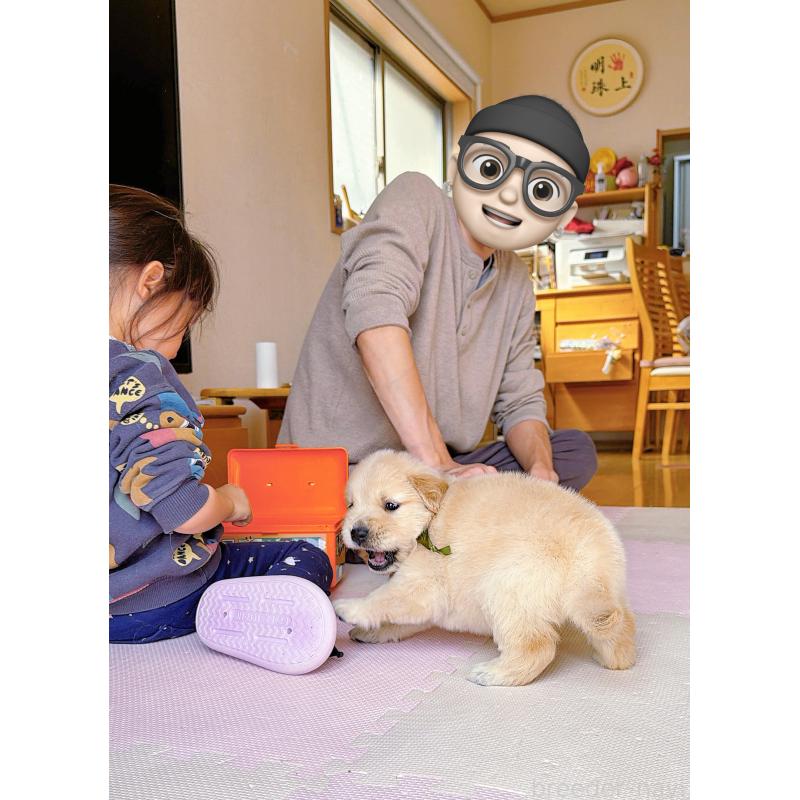 販売中の岐阜県のゴールデンレトリーバー-455908の3枚目