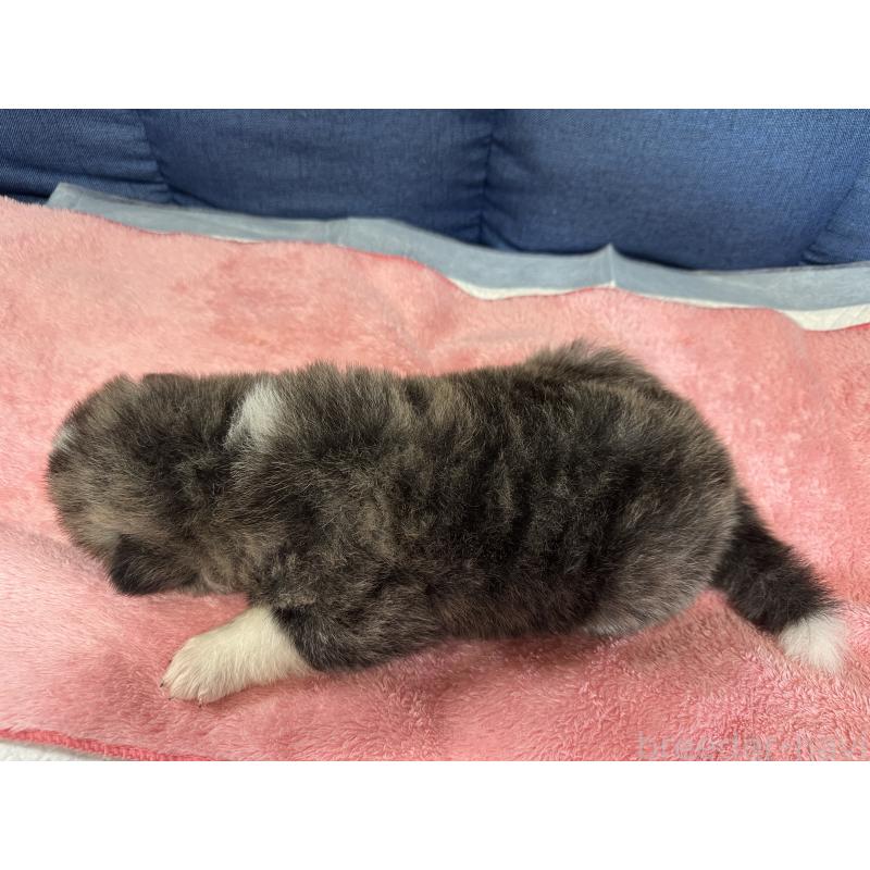 販売中の北海道の秋田犬-455909の5枚目