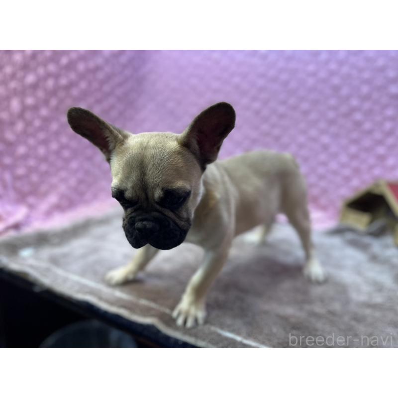 販売中の茨城県のフレンチブルドッグ-455907の9枚目