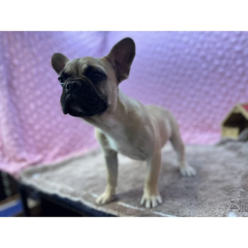 販売中の茨城県のフレンチブルドッグ-455907の8枚目