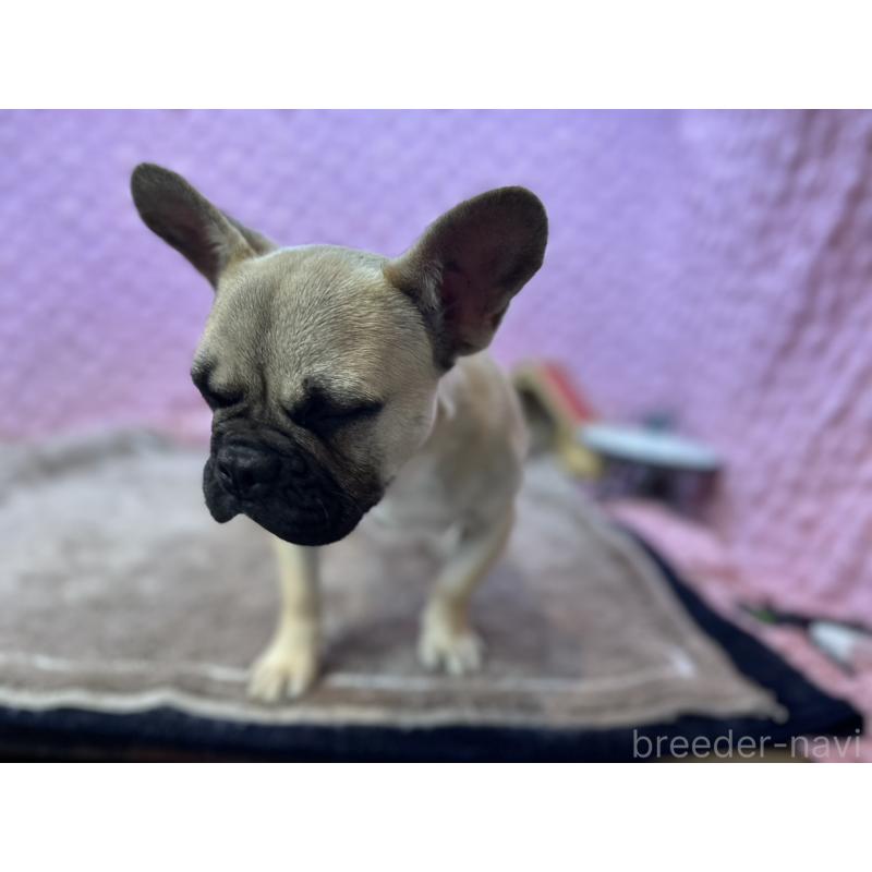 販売中の茨城県のフレンチブルドッグ-455907の7枚目