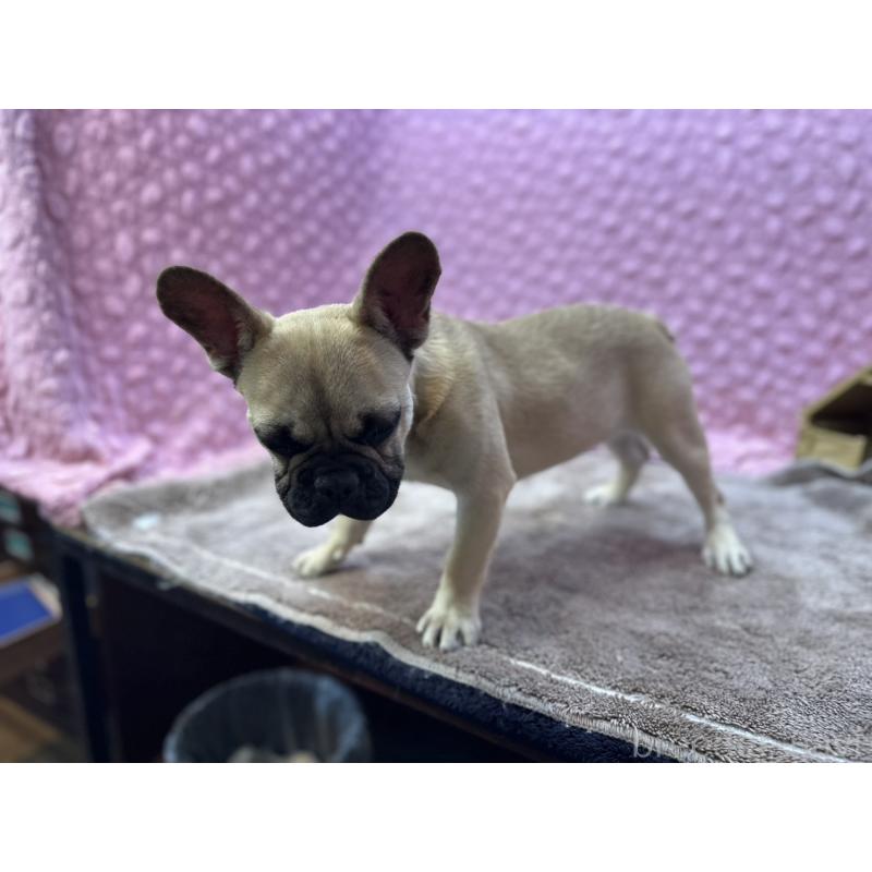 販売中の茨城県のフレンチブルドッグ-455907の6枚目