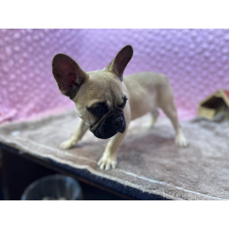 販売中の茨城県のフレンチブルドッグ-455907の5枚目
