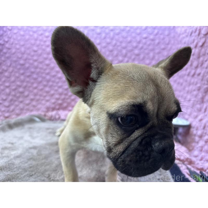 販売中の茨城県のフレンチブルドッグ-455907の4枚目