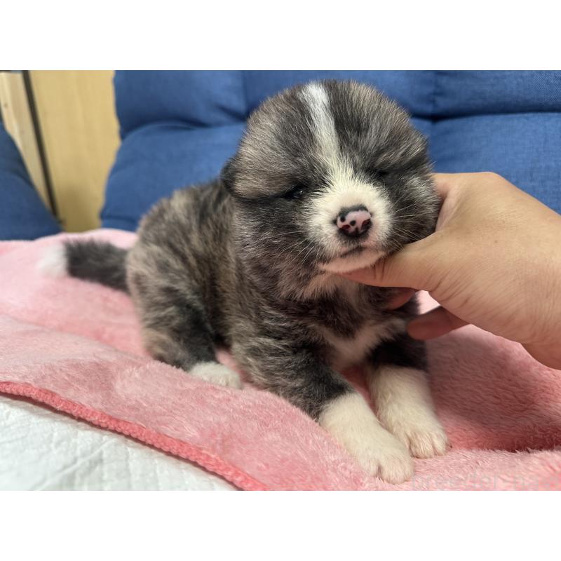 販売中の北海道の秋田犬-455909の4枚目