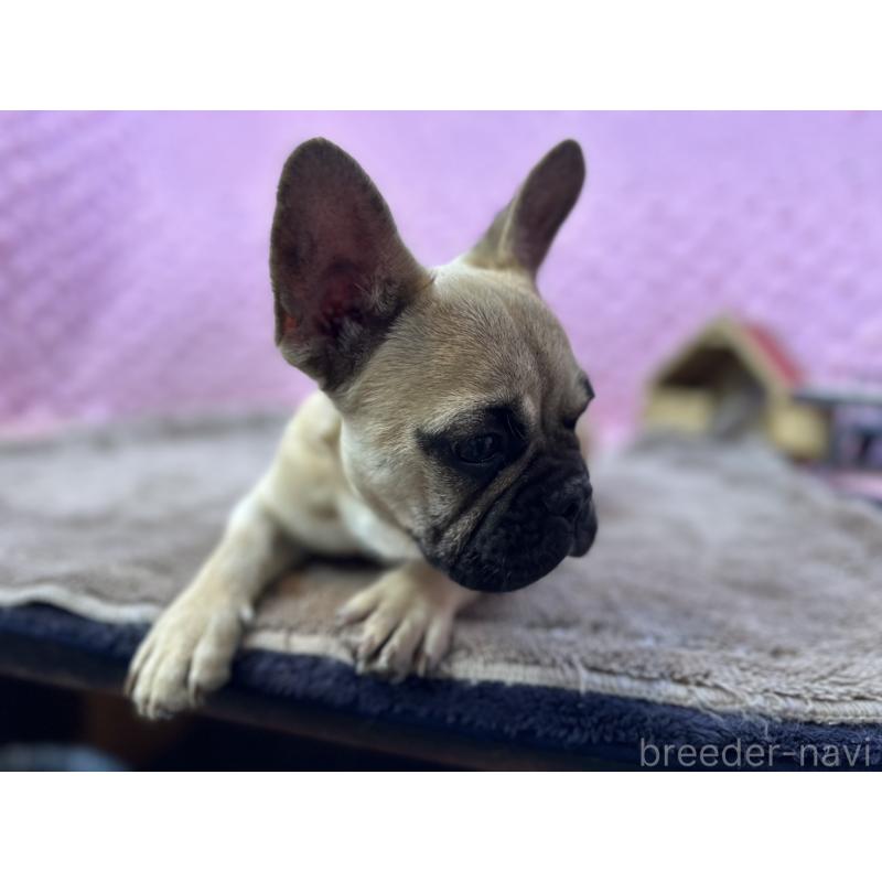 販売中の茨城県のフレンチブルドッグ-455907の3枚目